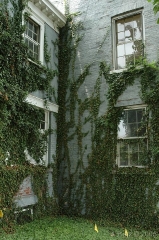 Ivy Corner